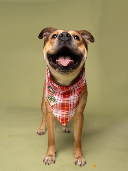 Sloan (in foster), a Adoptable mixed breed in Atlanta, GA image 1/3