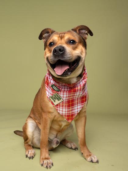 Sloan (in foster), a Adoptable mixed breed in Atlanta, GA image 2/3