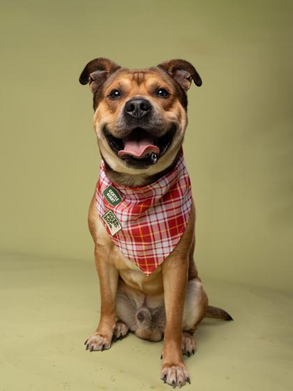 Sloan (in foster), a Adoptable mixed breed in Atlanta, GA image 3/3