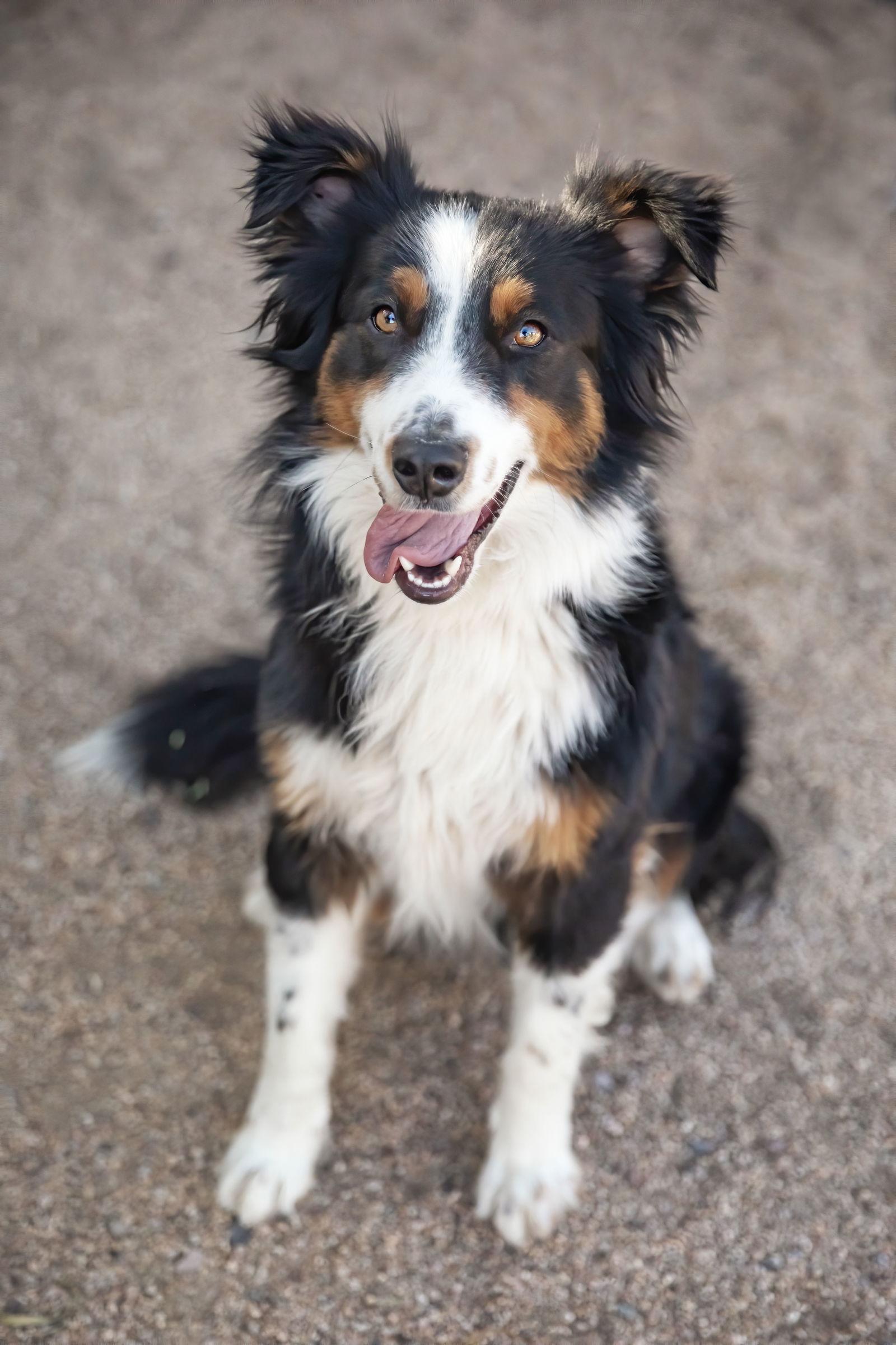 TROY, a Adoptable Australian Shepherd in Scottsdale, AZ image 1/3