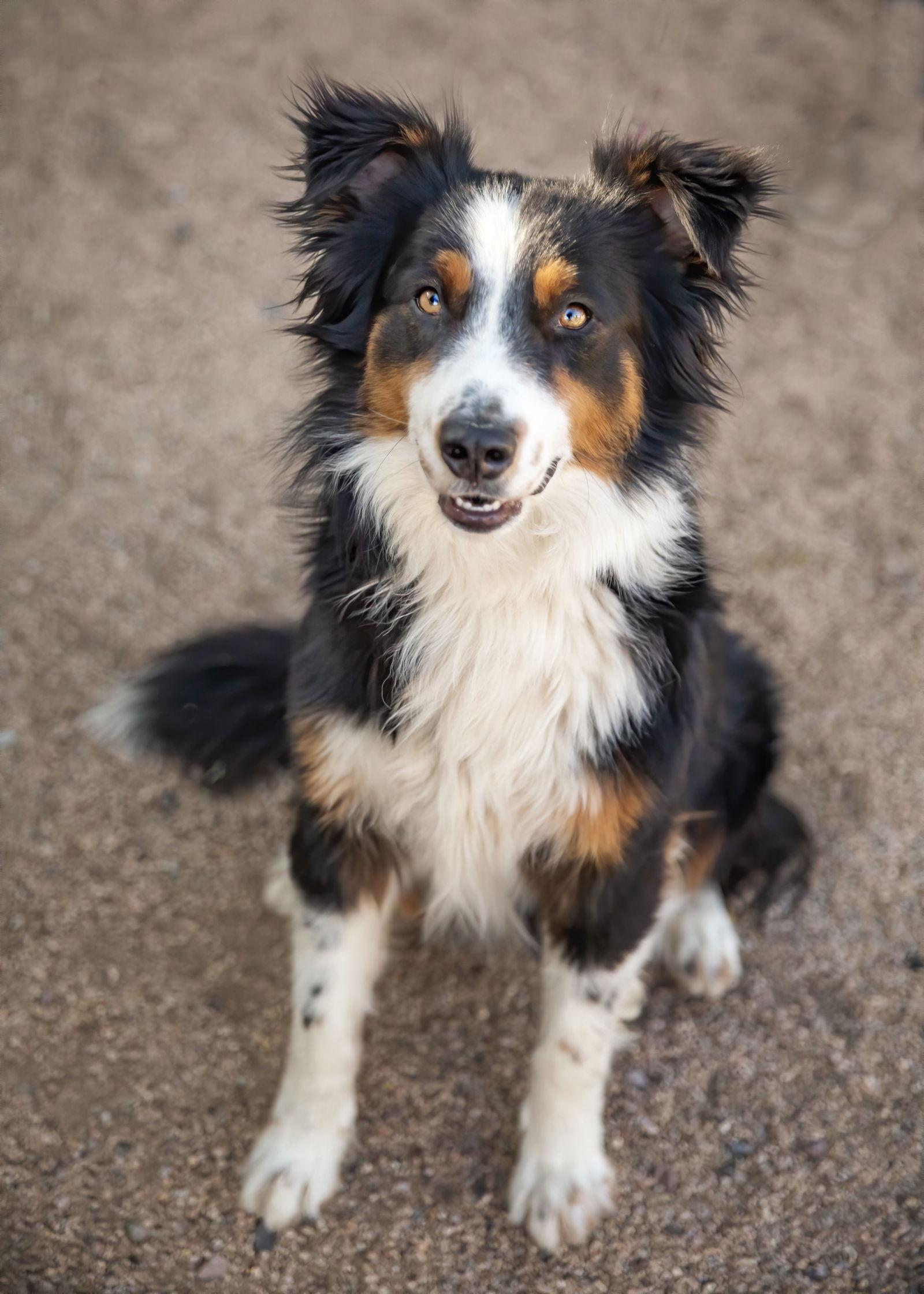 TROY, a Adoptable Australian Shepherd in Scottsdale, AZ image 2/3