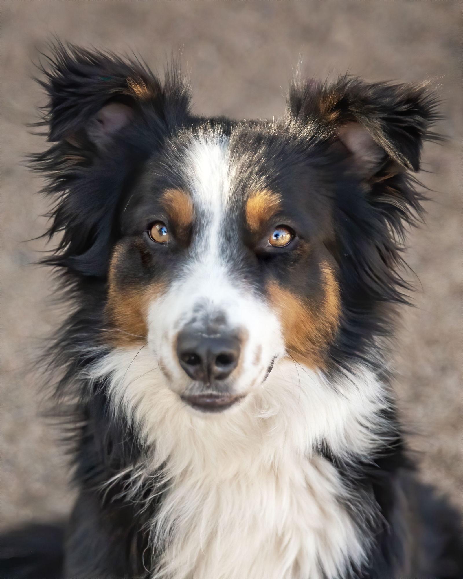 TROY, a Adoptable Australian Shepherd in Scottsdale, AZ image 3/3