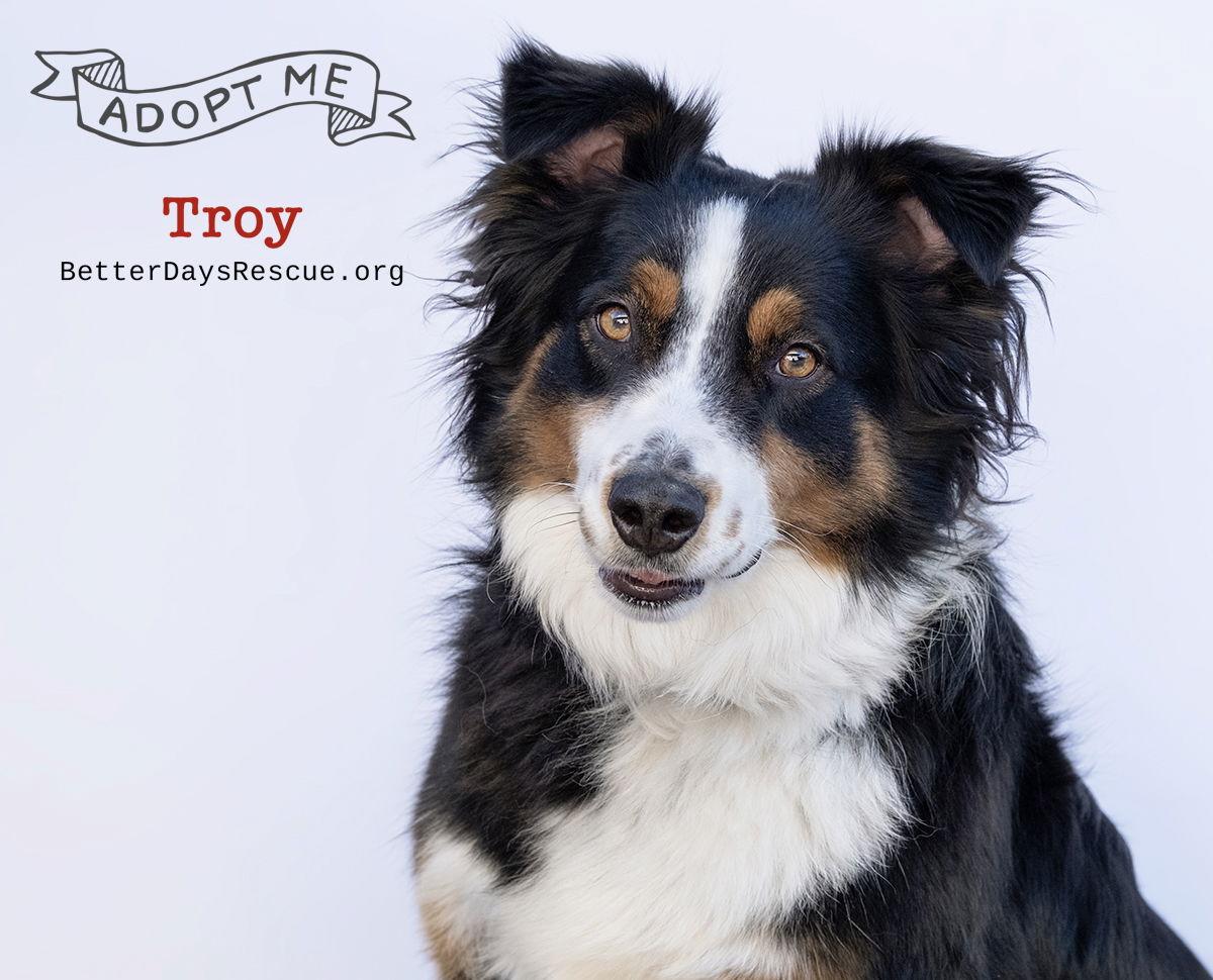 TROY, a Adoptable Australian Shepherd in Scottsdale, AZ image 2/3