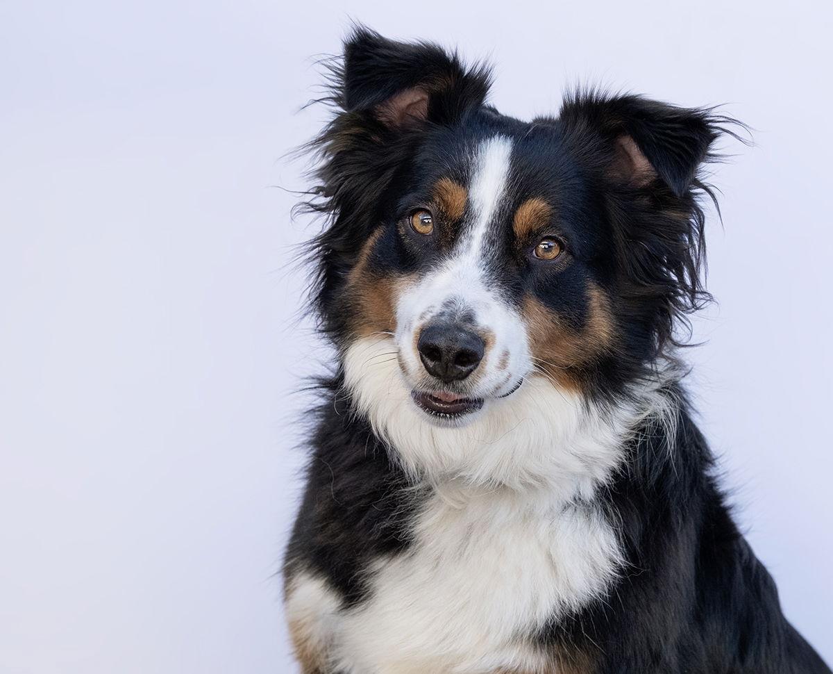 TROY, a Adoptable Australian Shepherd in Scottsdale, AZ image 3/3