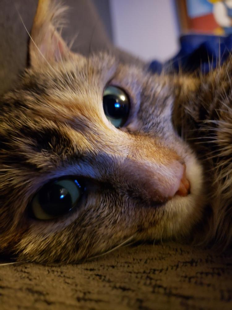 Sunny, Adoptable, Adult Female Domestic Short Hair & Tabby.