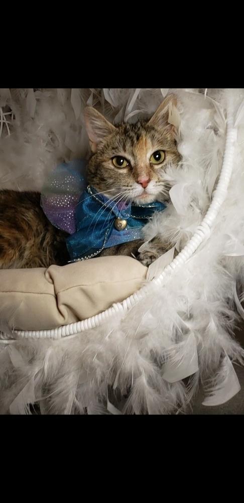 Enlarge Sunny, a Adoptable mixed breed in Fremont, CA image 2/6