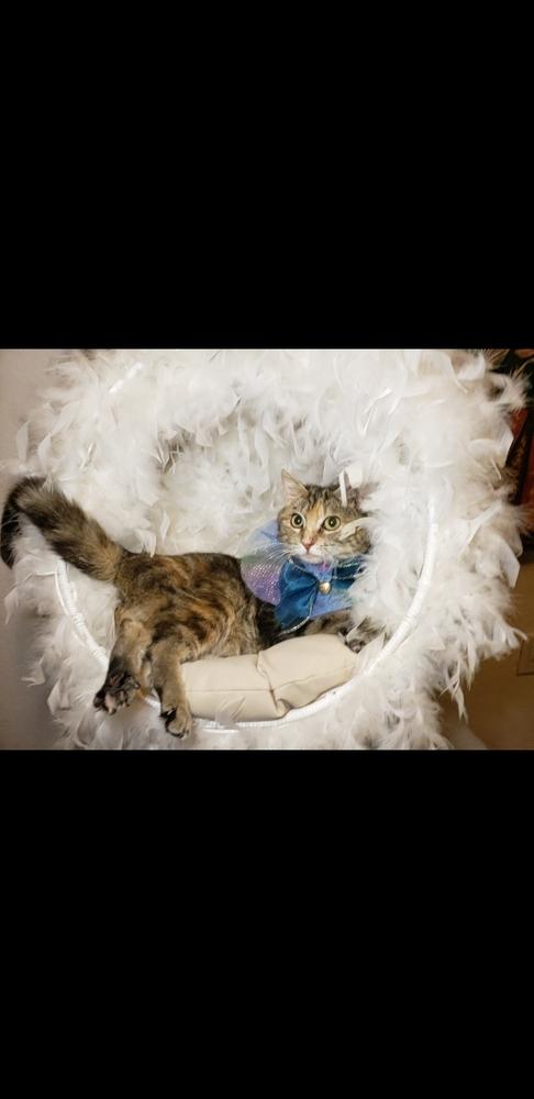 Enlarge Sunny, a Adoptable mixed breed in Fremont, CA image 3/6