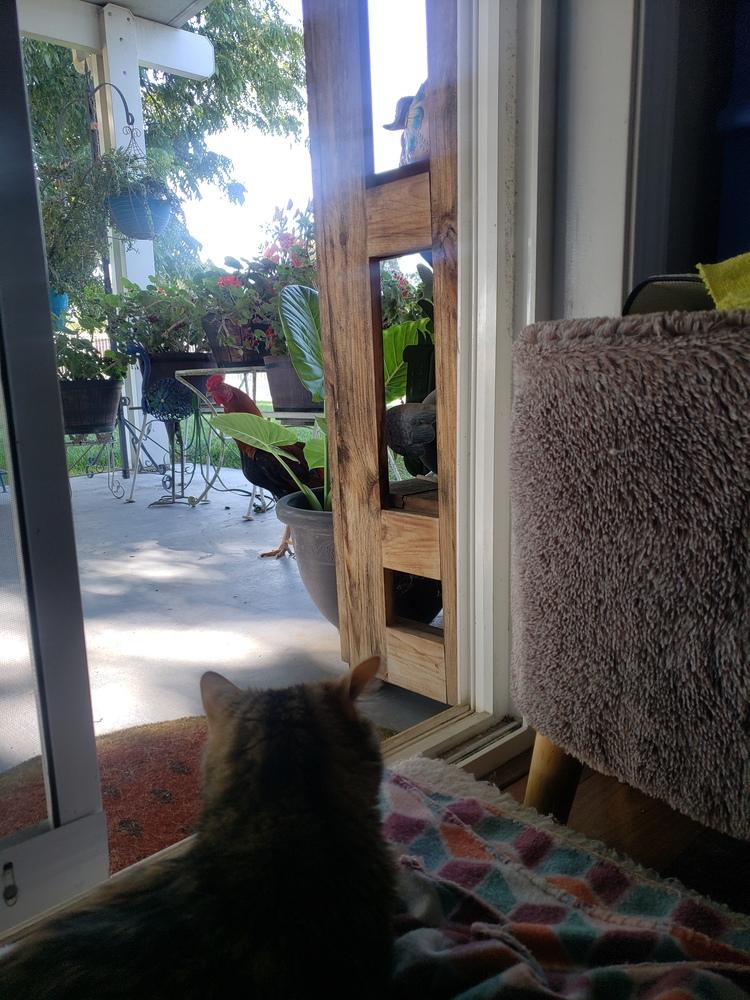 Enlarge Sunny, a Adoptable mixed breed in Fremont, CA image 4/6