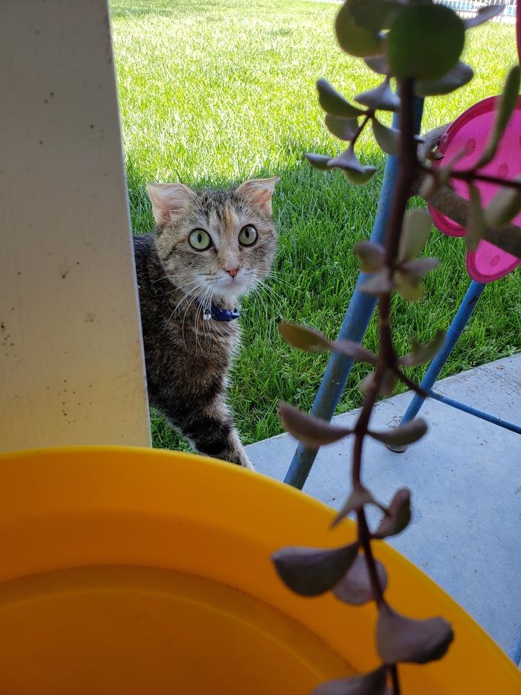 Enlarge Sunny, a Adoptable mixed breed in Fremont, CA image 5/6