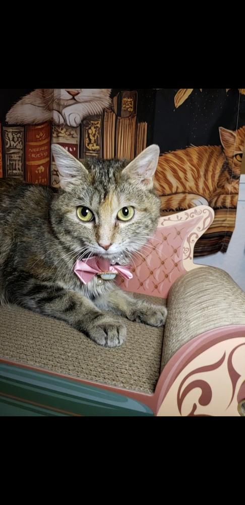 Enlarge Sunny, a Adoptable mixed breed in Fremont, CA image 6/6