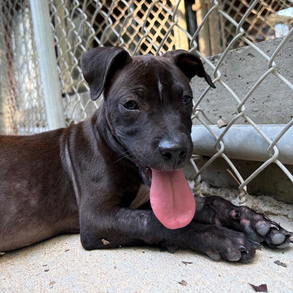 Finch, Adoptable, Puppy Male Pit Bull Terrier & Mixed Breed.