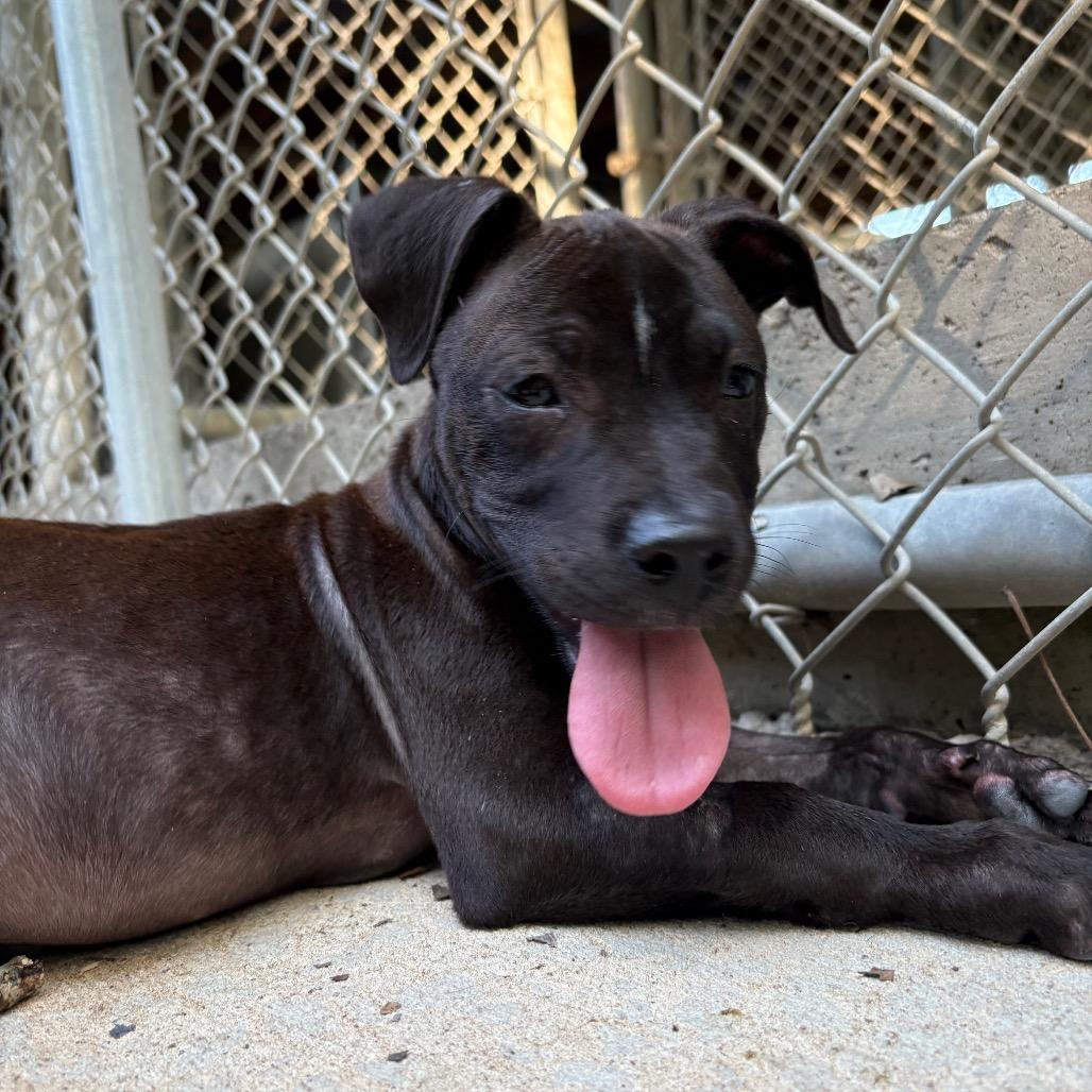 Finch, a Adoptable mixed breed in Cabot, AR image 2/3