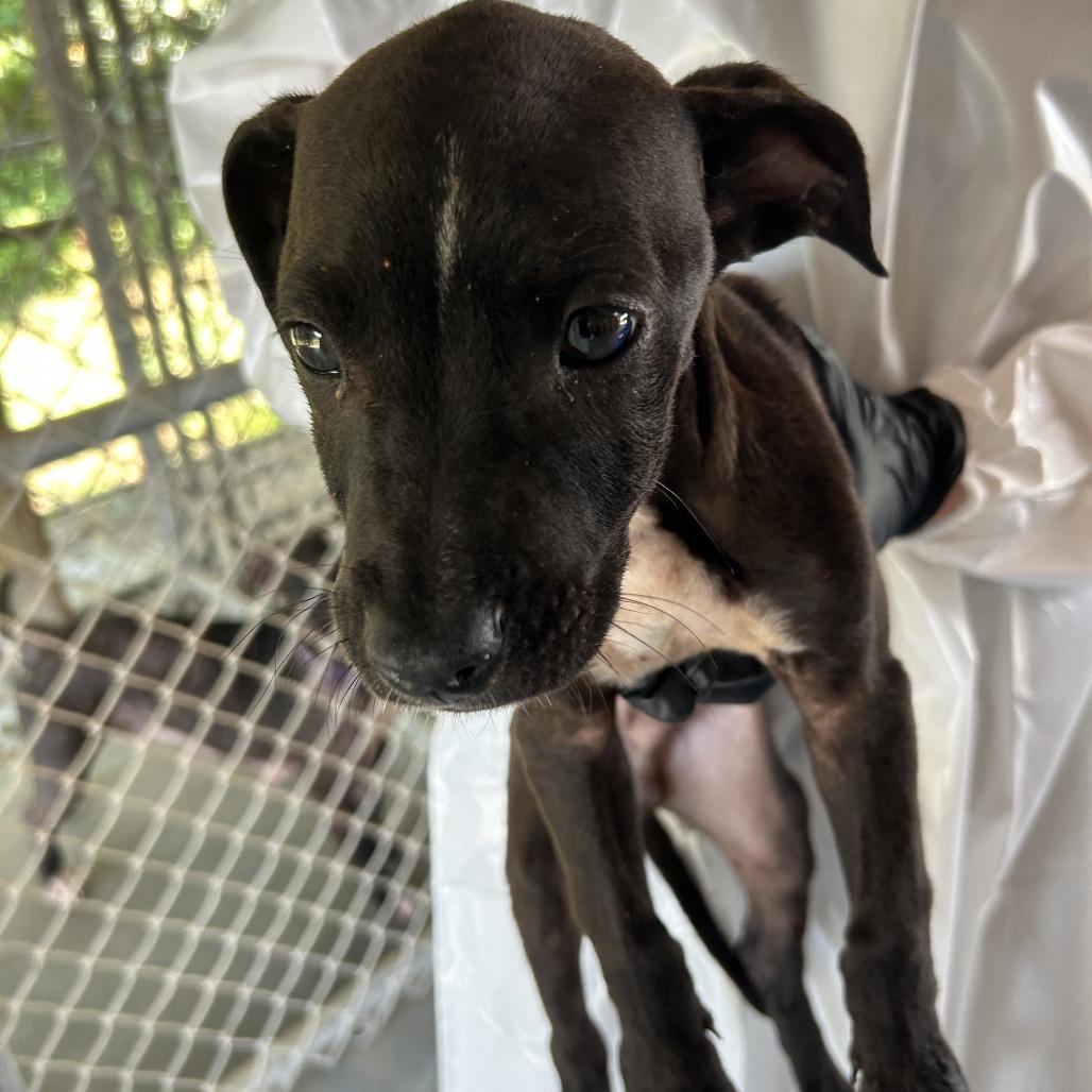 Finch, a Adoptable mixed breed in Cabot, AR image 3/3