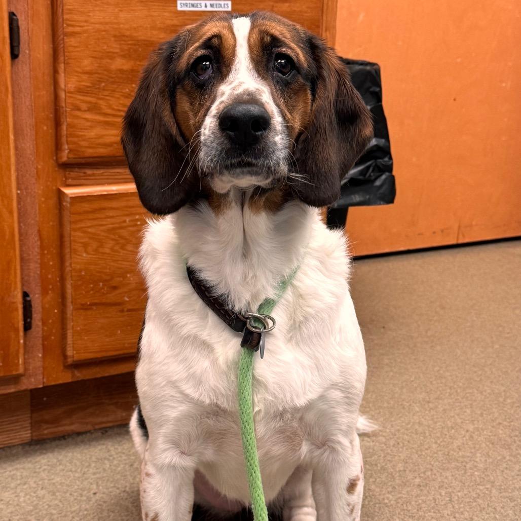 Lovelace, Adoptable, Adult Female English Springer Spaniel & Mixed Breed.