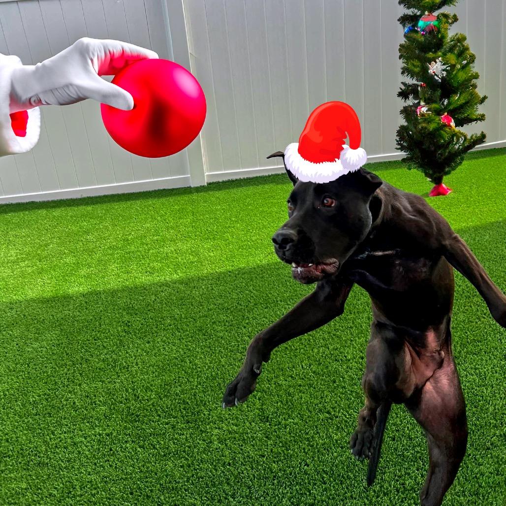 Enlarge Gruber, a Adoptable mixed breed in North Port, FL image 1/6