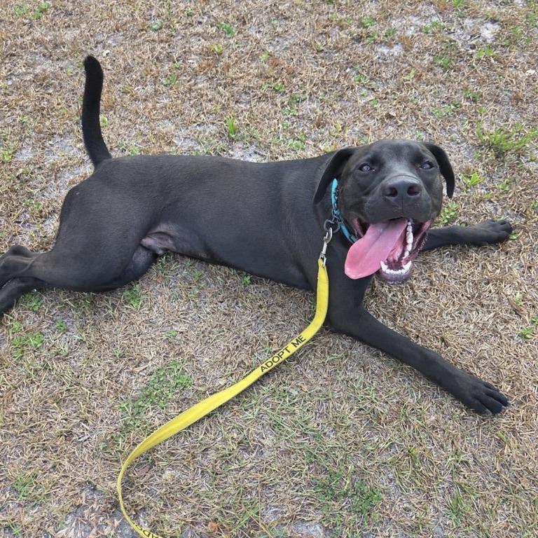 Enlarge Gruber, a Adoptable mixed breed in North Port, FL image 4/6