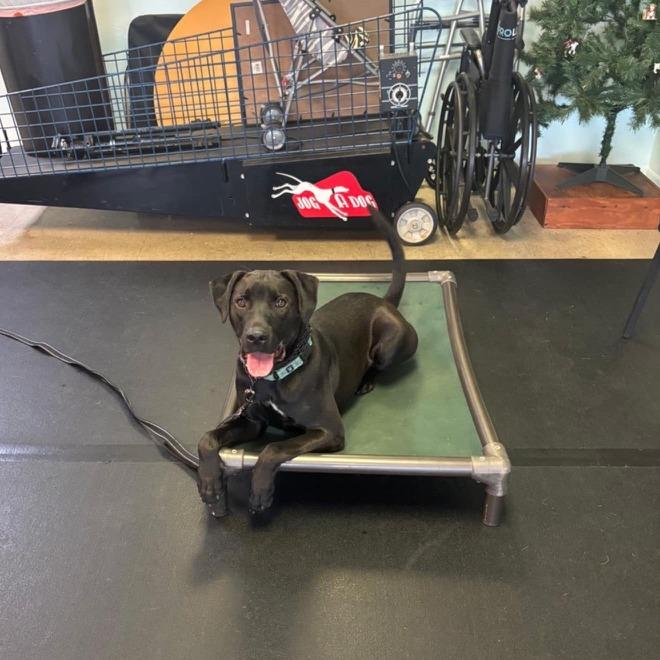 Enlarge Gruber, a Adoptable mixed breed in North Port, FL image 6/6
