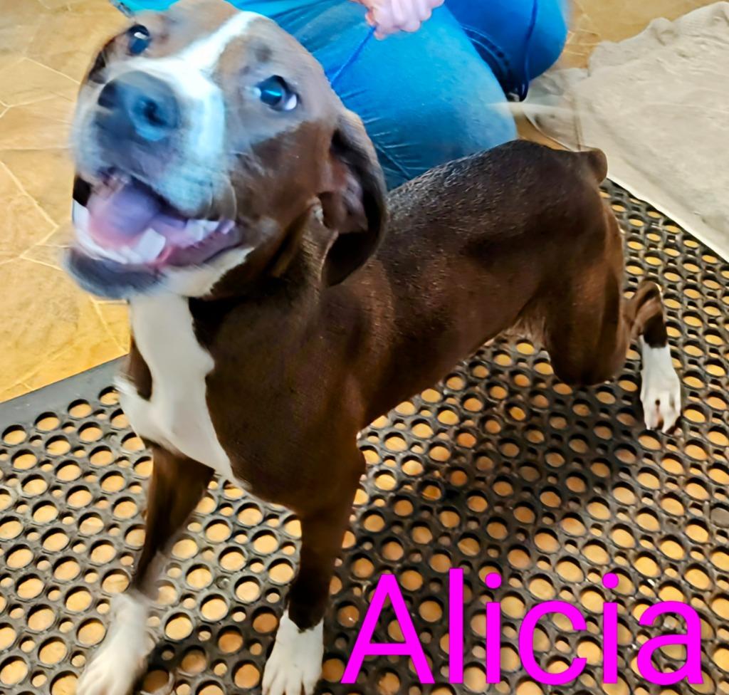 Alicia, Adoptable, Puppy Female Staffordshire Bull Terrier.