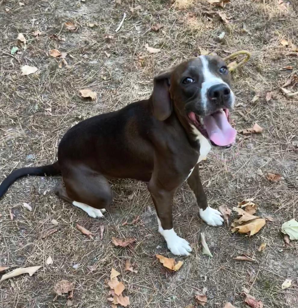 Alicia, a Adoptable Staffordshire Bull Terrier in Mena, AR image 2/2