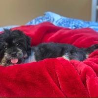Enlarge Bullett (aka Buster), a ADOPTABLE mixed breed in Albany, NY image 1/2