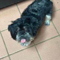 Enlarge Bullett (aka Buster), a ADOPTABLE mixed breed in Albany, NY image 2/2