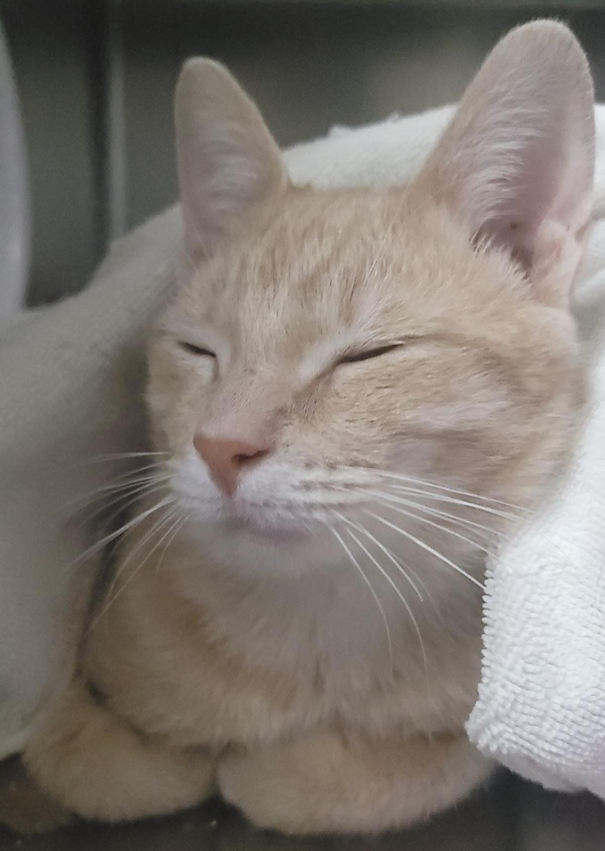 Erie, Adoptable, Young Male Domestic Short Hair.