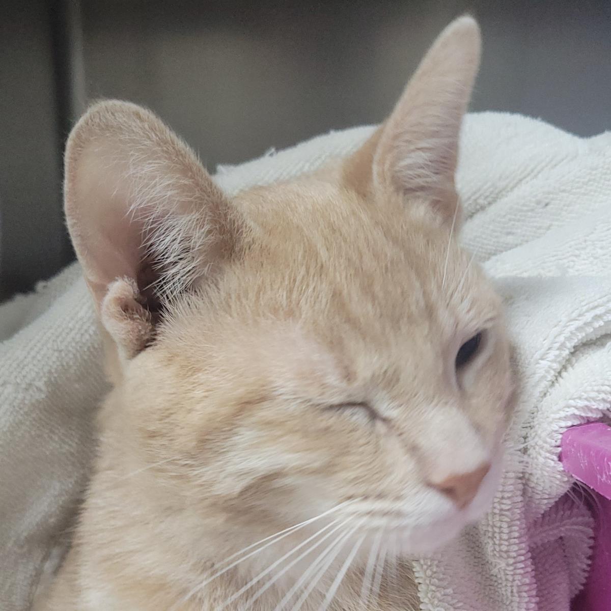 Enlarge Erie, a Adoptable Domestic Short Hair in Plover, WI image 2/3