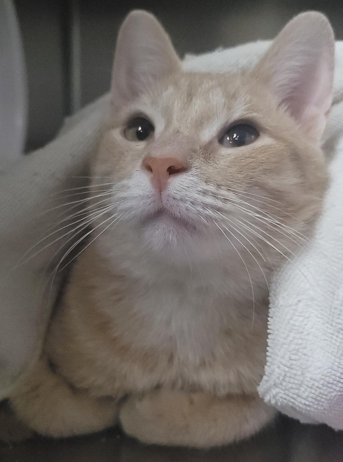 Enlarge Erie, a Adoptable Domestic Short Hair in Plover, WI image 3/3