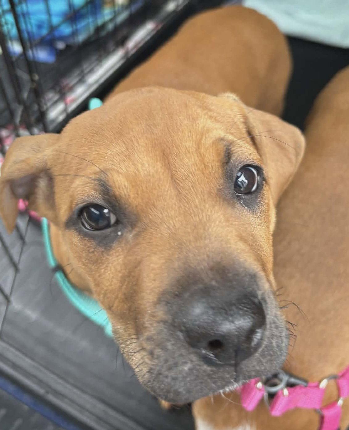 Enlarge Churro, a Adopted mixed breed in Ashville, OH image 1/3