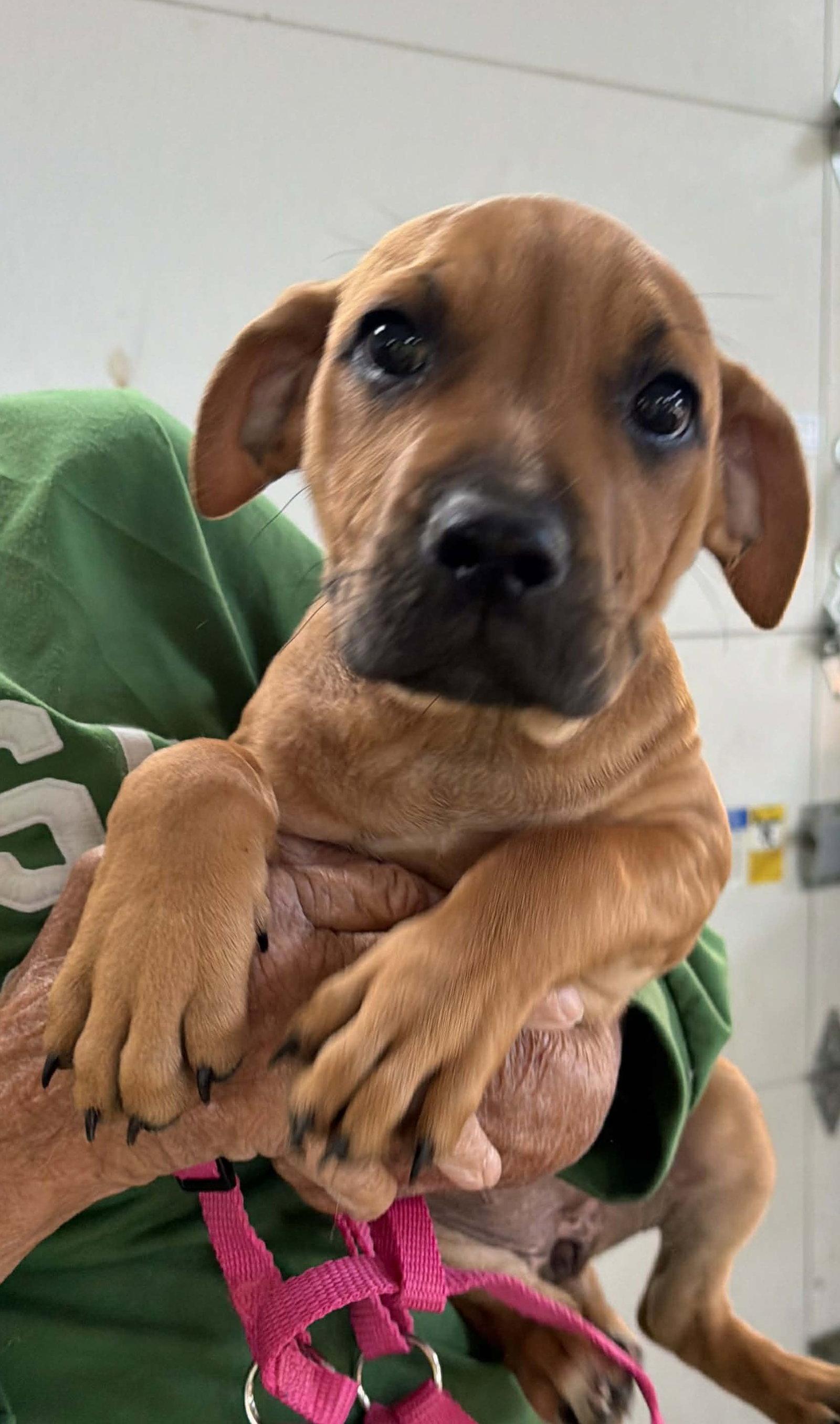 Enlarge Churro, a Adopted mixed breed in Ashville, OH image 2/3