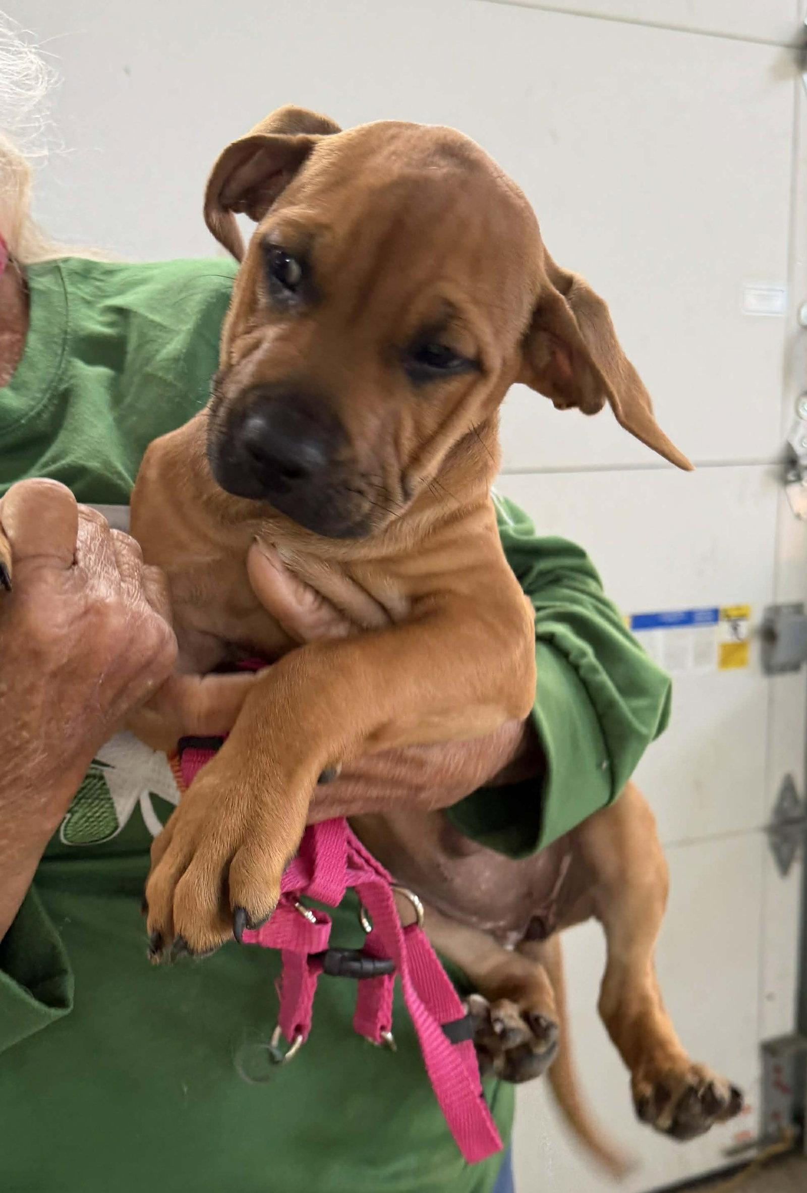 Enlarge Churro, a Adopted mixed breed in Ashville, OH image 3/3