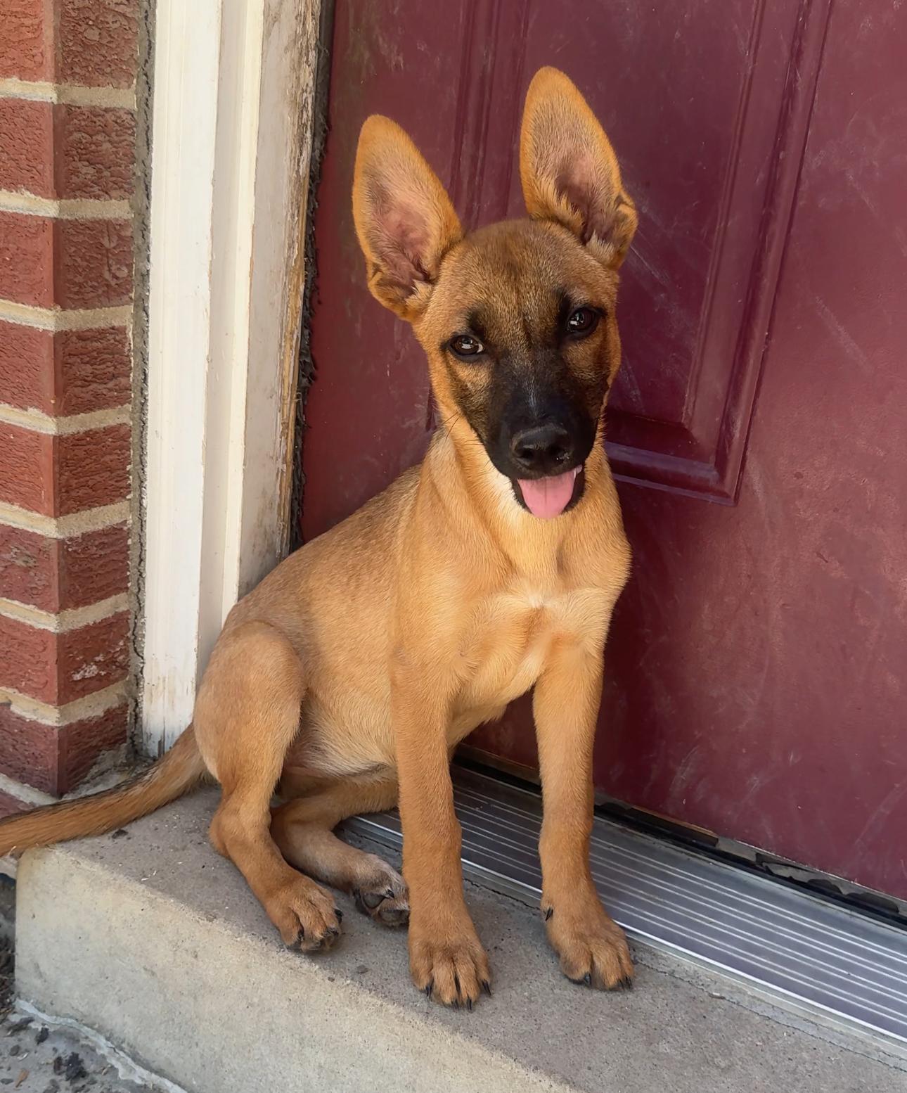 Rosey, Baby Female German Shepherd Dog