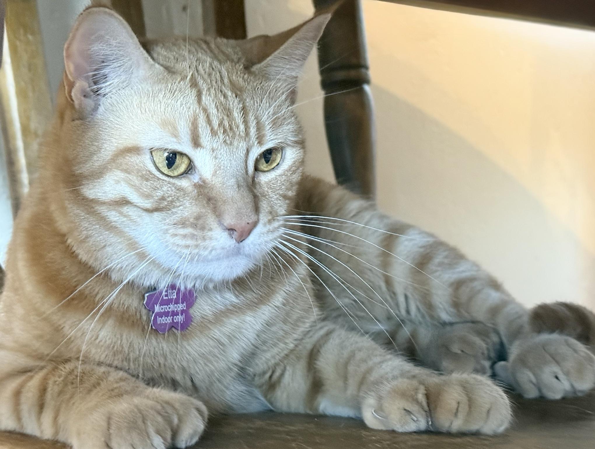 Enlarge Etta (Call or Text Kelsey 586-764-9170), a ADOPTABLE Tabby in Sedona, AZ image 1/1