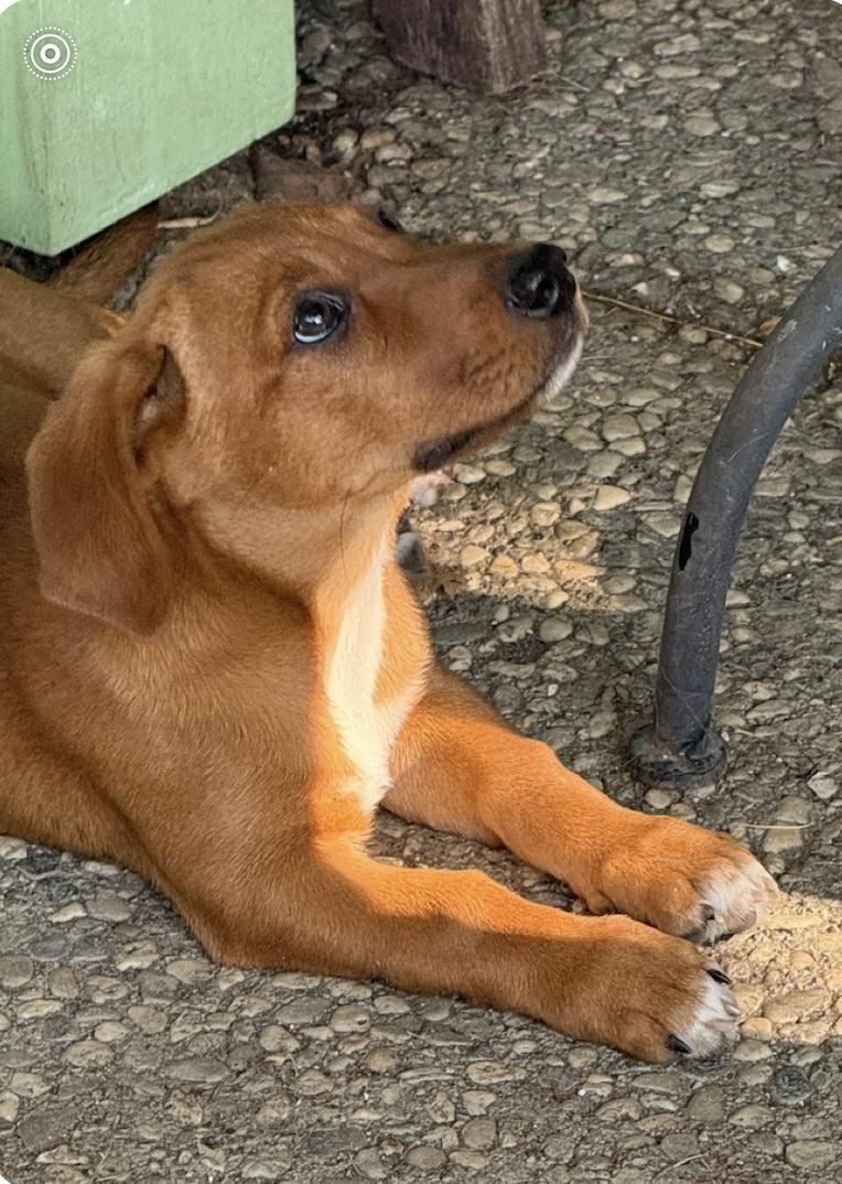 Enlarge BEECH, a Adopted mixed breed in Oroville , CA image 1/3