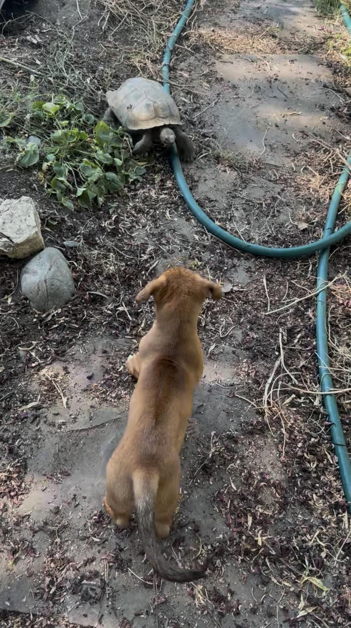 Enlarge BEECH, a Adopted mixed breed in Oroville , CA image 2/3