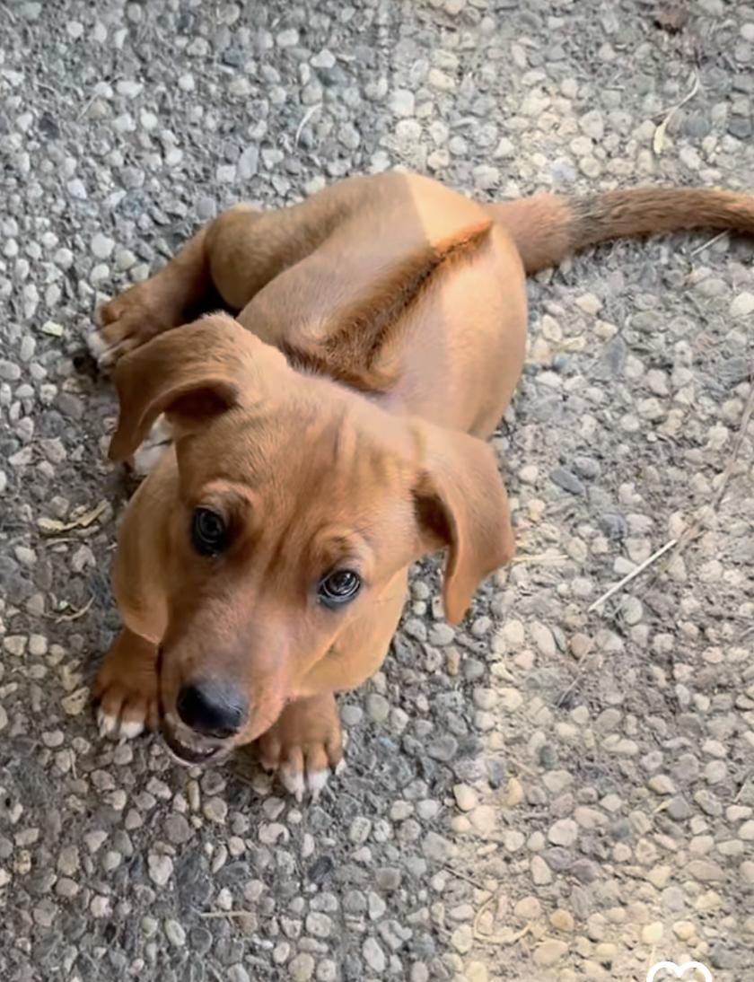 Enlarge BEECH, a Adopted mixed breed in Oroville , CA image 3/3