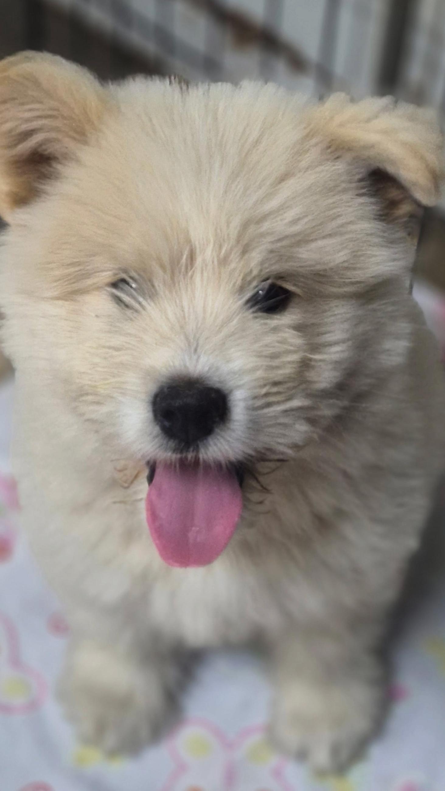 Enlarge Angus, a ADOPTABLE mixed breed in Los Angeles, CA image 2/3