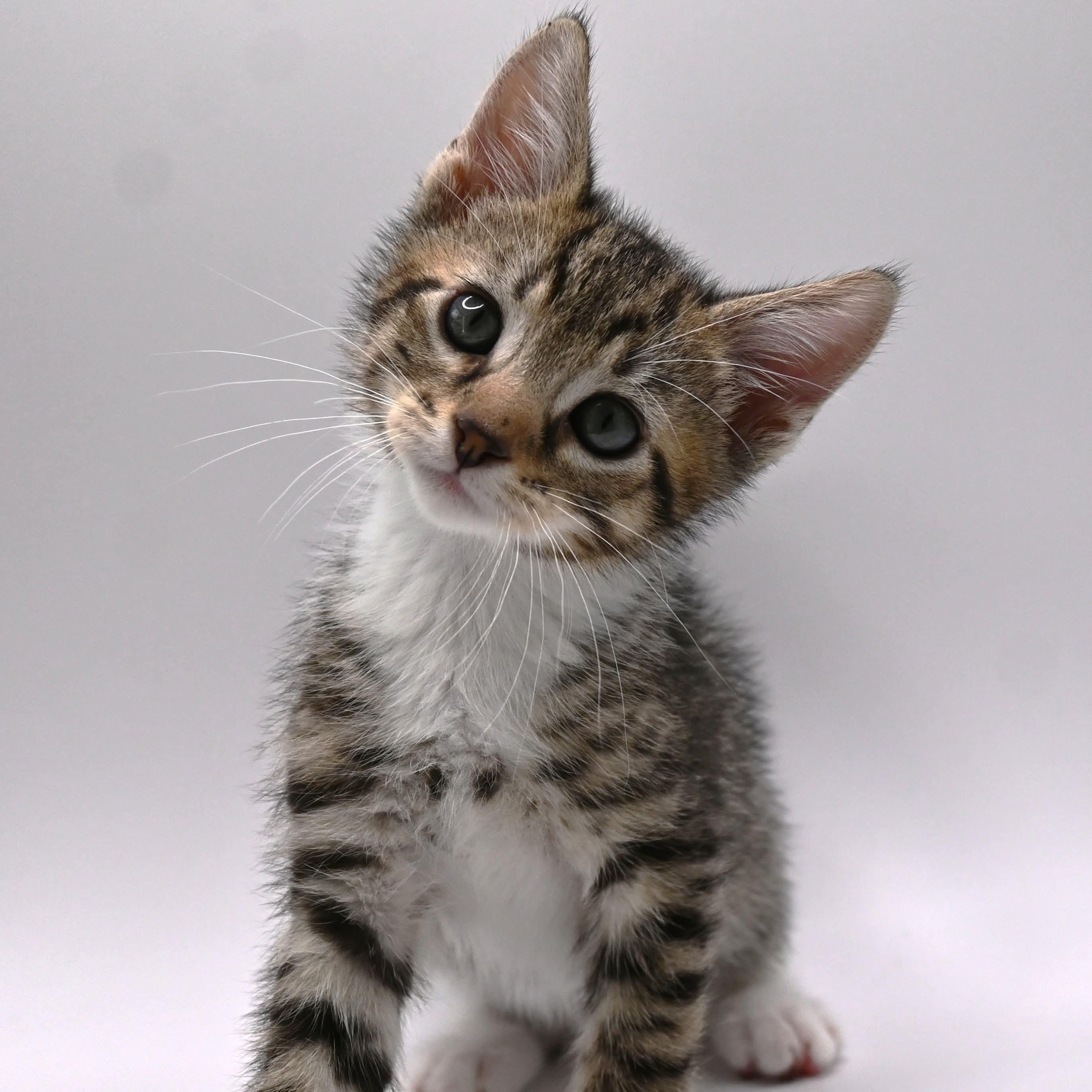 Cat for adoption Jude (video included), a Domestic Short Hair Mix in