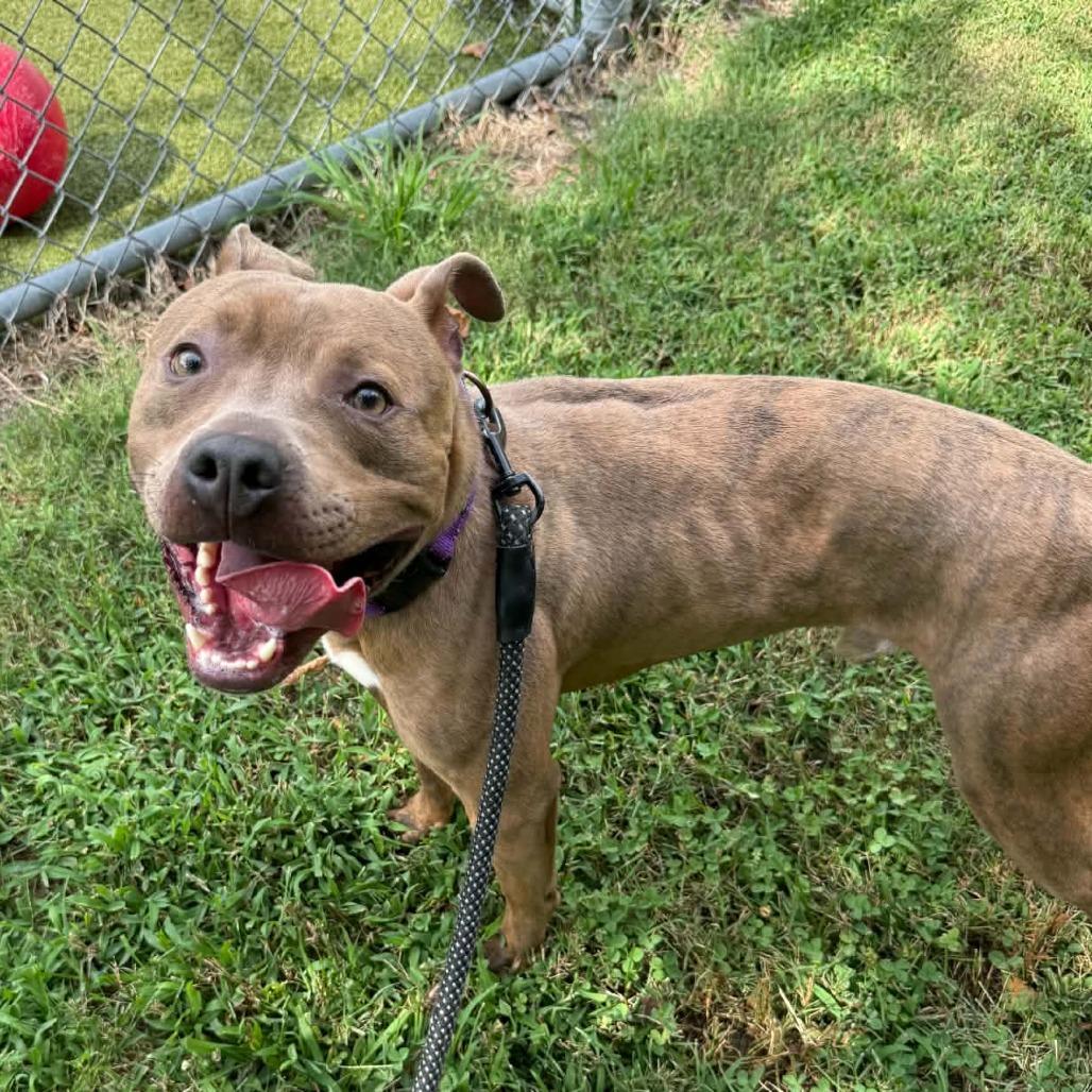 Roundabout, Adoptable, Young Male Pit Bull Terrier & Mixed Breed.