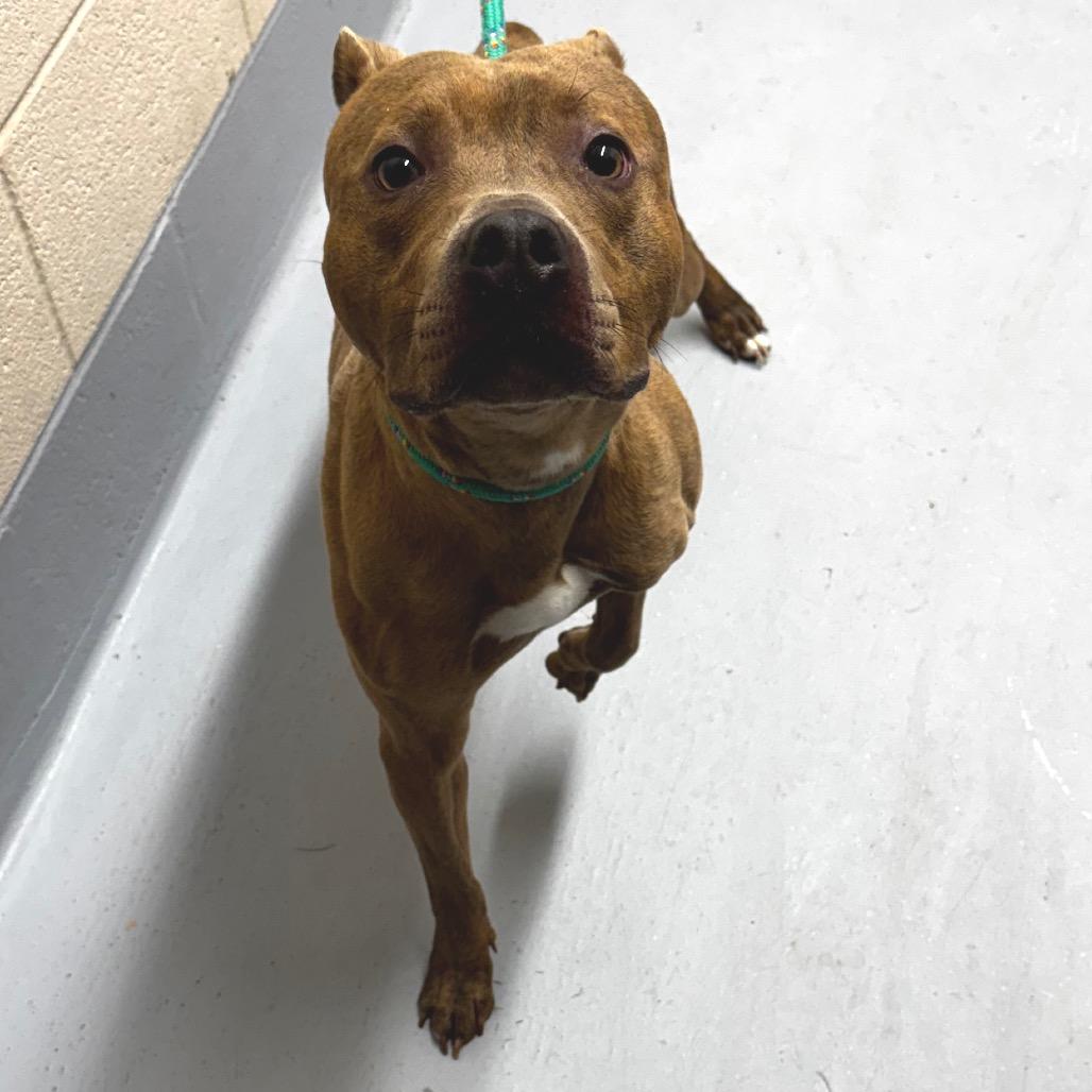 Enlarge Roundabout, a Adoptable mixed breed in Concord, NC image 2/5
