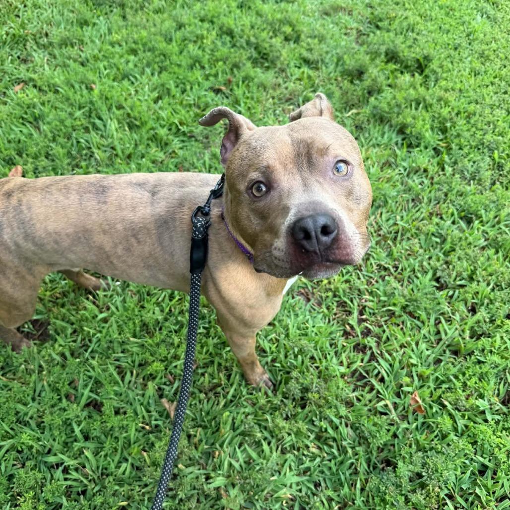 Enlarge Roundabout, a Adoptable mixed breed in Concord, NC image 3/5