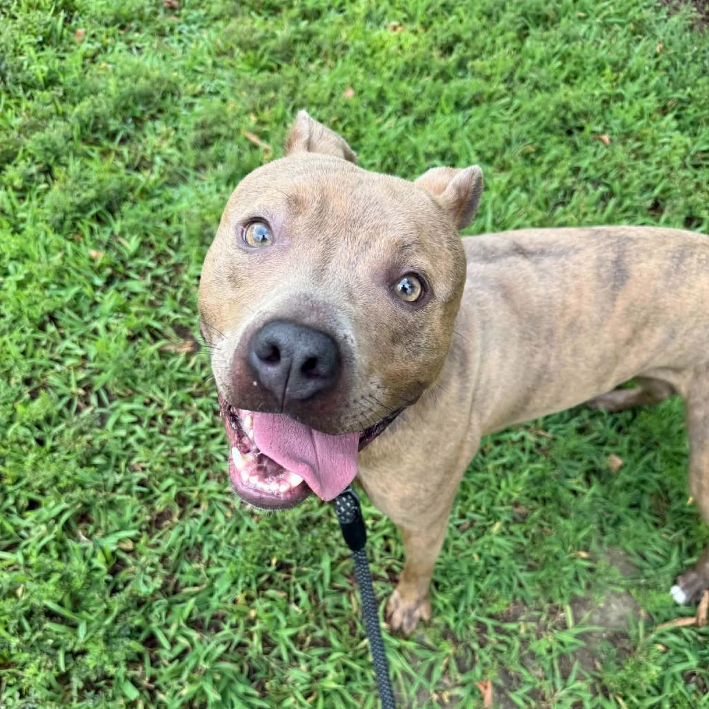 Enlarge Roundabout, a Adoptable mixed breed in Concord, NC image 4/5