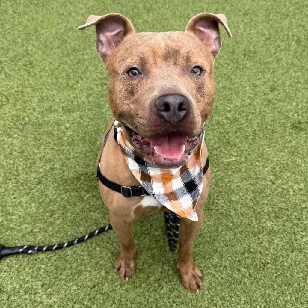 Enlarge Roundabout, a Adoptable mixed breed in Concord, NC image 5/6