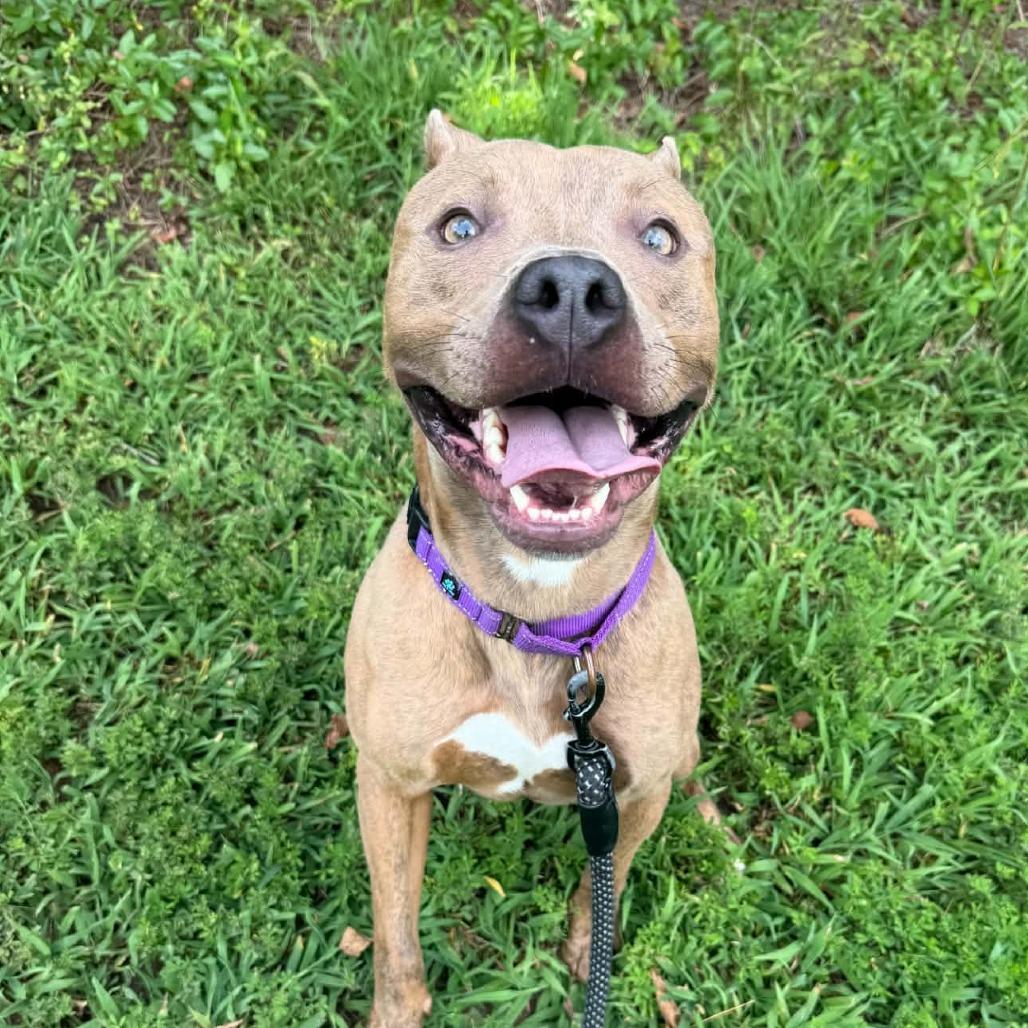Enlarge Roundabout, a Adoptable mixed breed in Concord, NC image 5/5