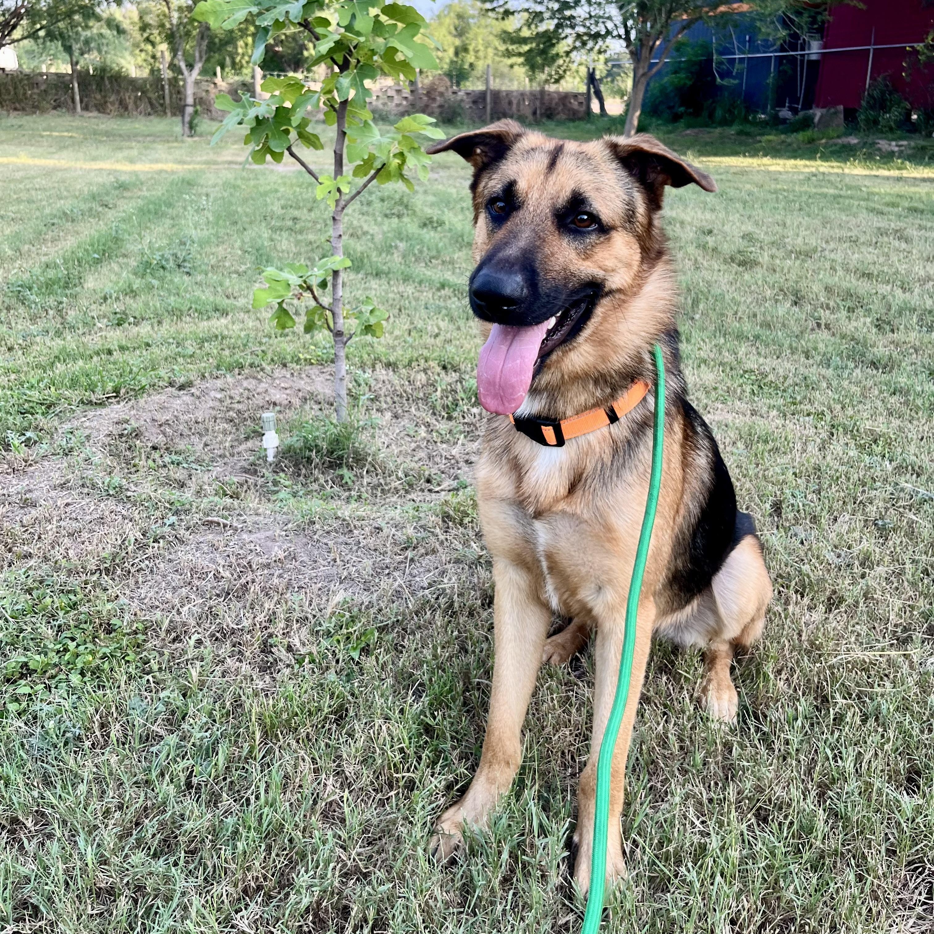 Dash, Young Male Shepherd