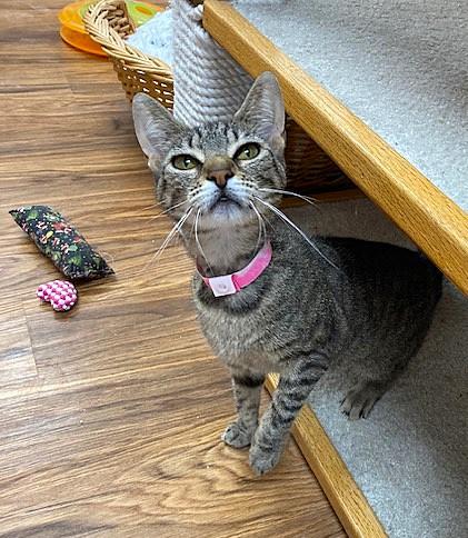 Kiki, Adult Female Domestic Short Hair