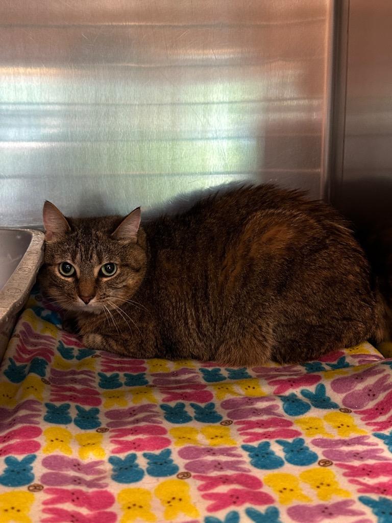 Eevee, ADOPTABLE, Adult • Female, Domestic Short Hair & American Bobtail.