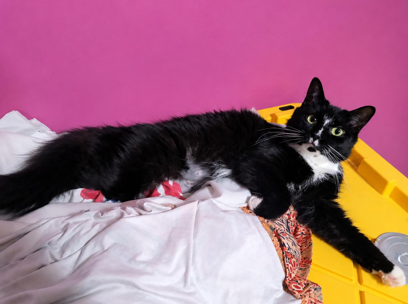 Dina, an adopted Domestic Long Hair in Red Hook, NY image 4/4