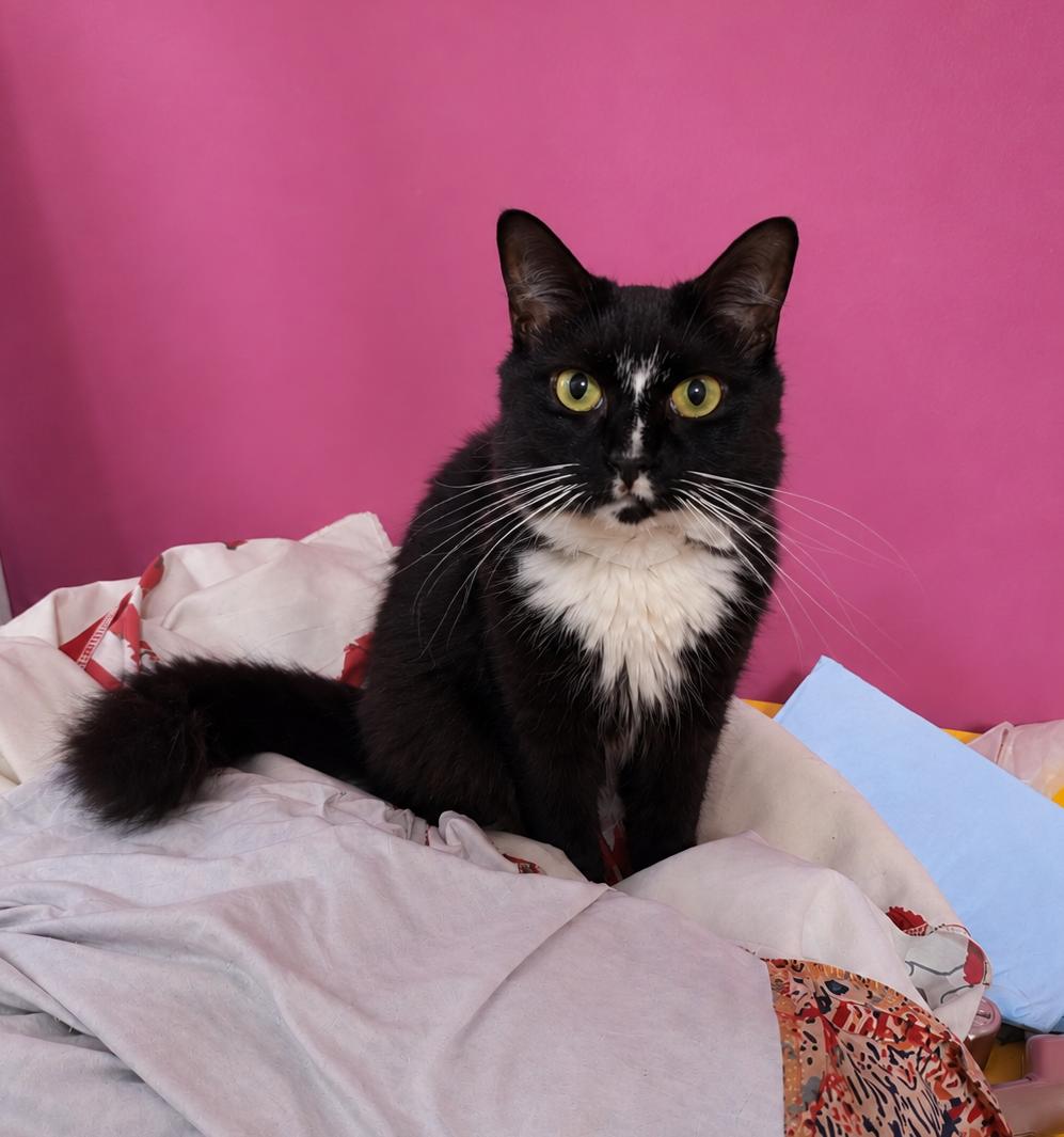Dina, adopted, Young Female Domestic Long Hair.