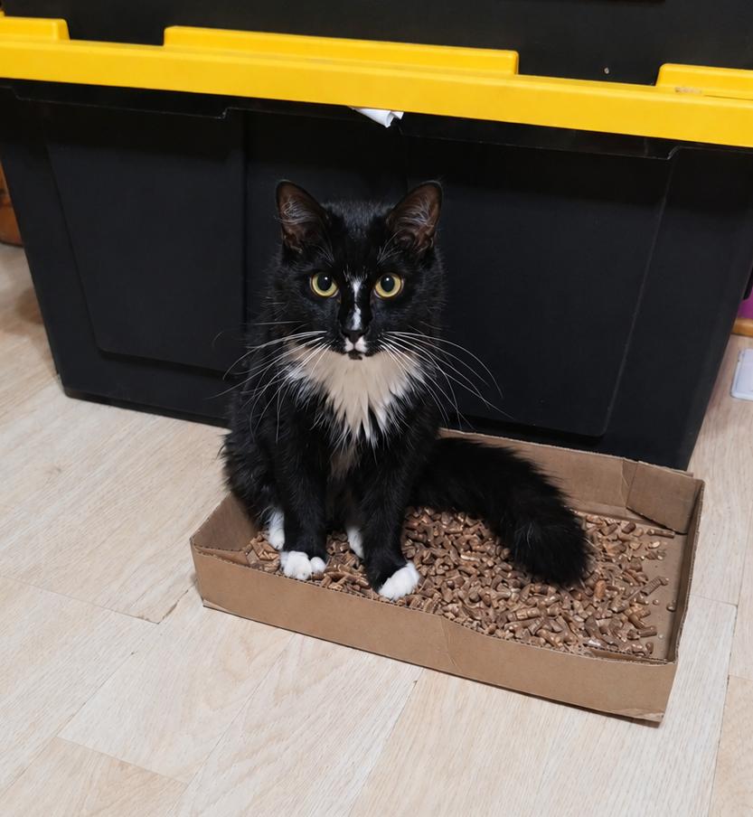 Dina, an adopted Domestic Long Hair in Red Hook, NY image 3/4